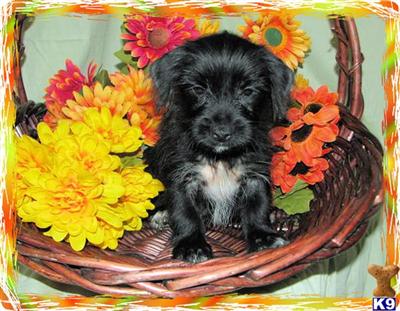 Mixed Breed Puppies for Sale